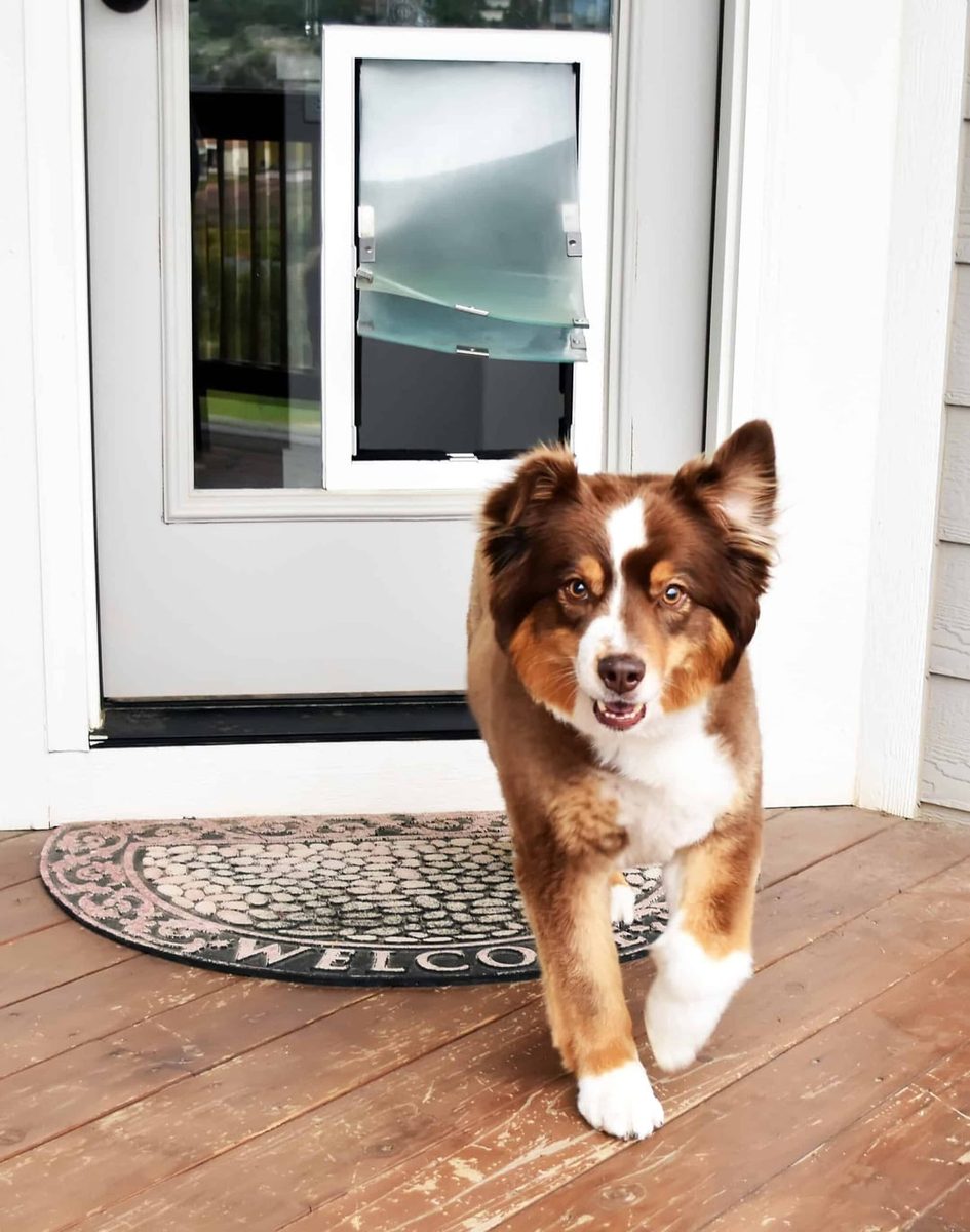 Dog using a Hale in-glass pet door